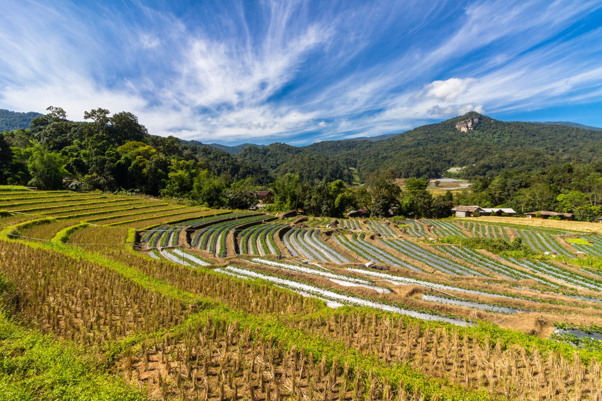 Rice terraces in Thailand
