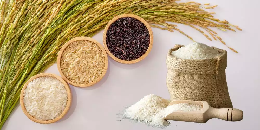 Rice